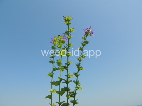 venuslookingglass, common